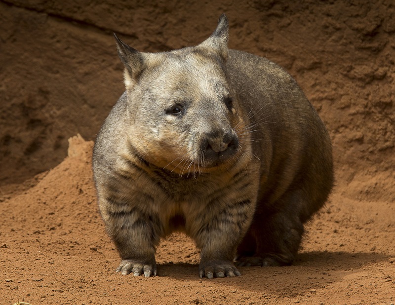a southern hairy-nosed wombat standing on an area of red dirt facing the camera and looking to its left