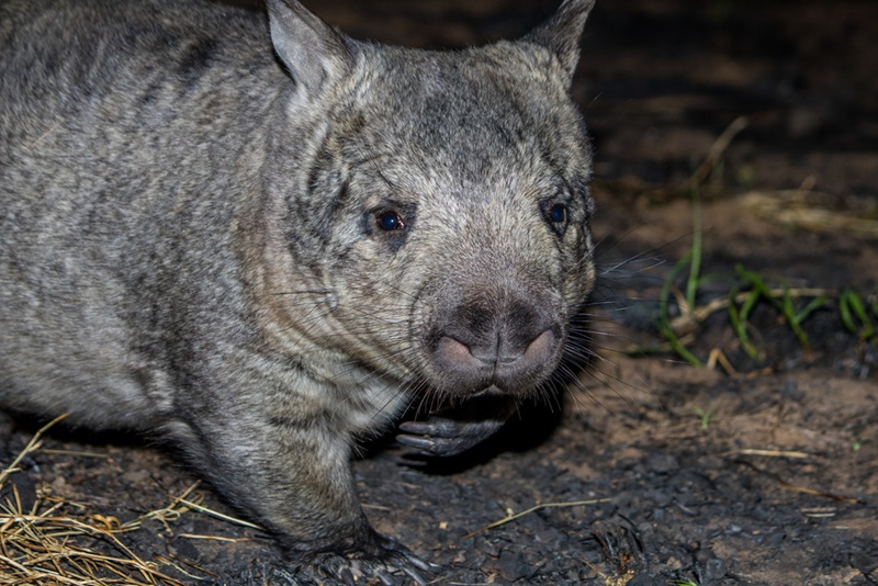northern hairy-nosed wombat at night being lit by a light, looking at the camera