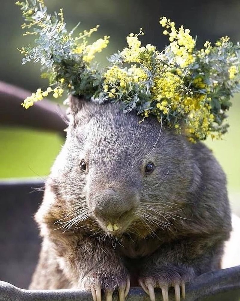 A wombat with a bunch of flowers on its head to make it look like it is wearing them
