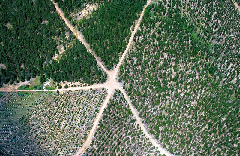 Aerial view of mature and replanted forests in logging areas near Queanbeyan, NSW. 1999.