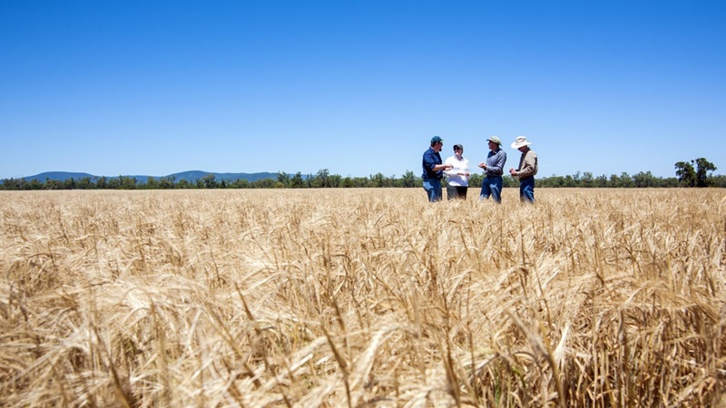 CSIRO researchers and farmers stand in the background amongst a wheat crop.
