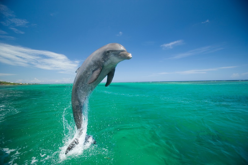 Photo of a Common Bottlenose Dolphin leaping out of the ocean.