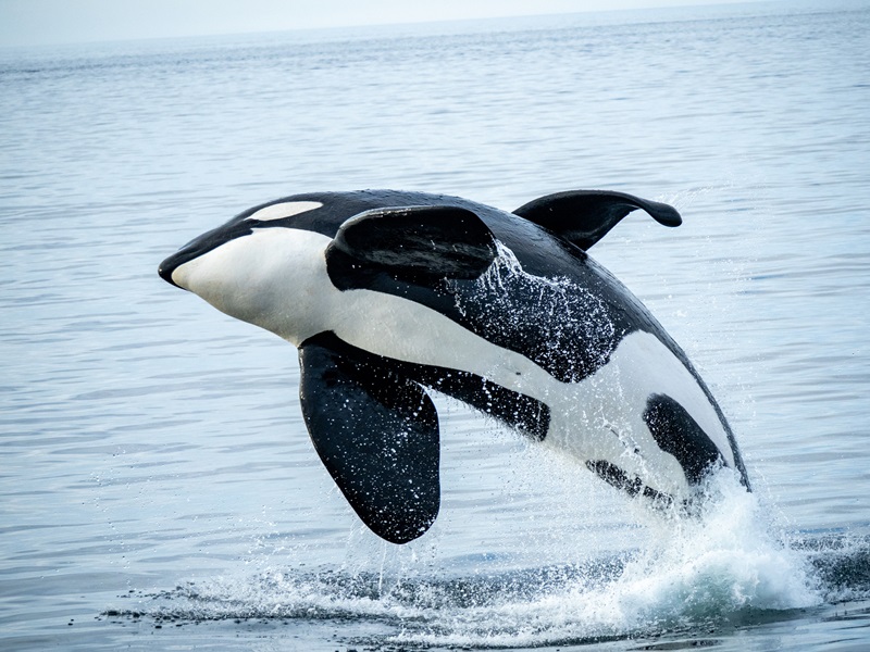Photo of an orca jumping out of the water.