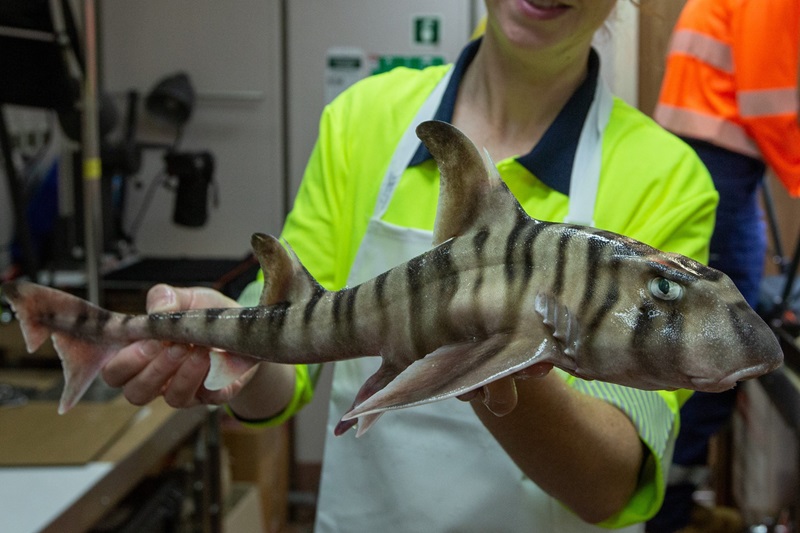 A person in a bright yellow hi-vis shirt holding a small stripey shark.
