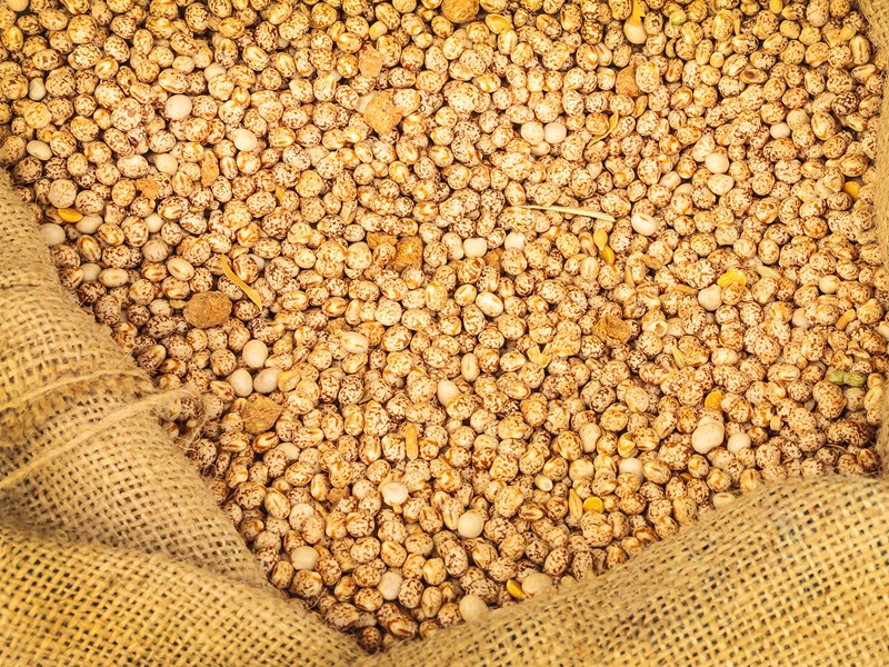 Lupin beans in a hessian sack
