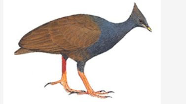 An orange and grey bird with long legs. 