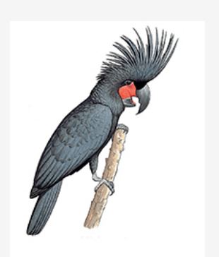 A drawing of the palm cockatoo
