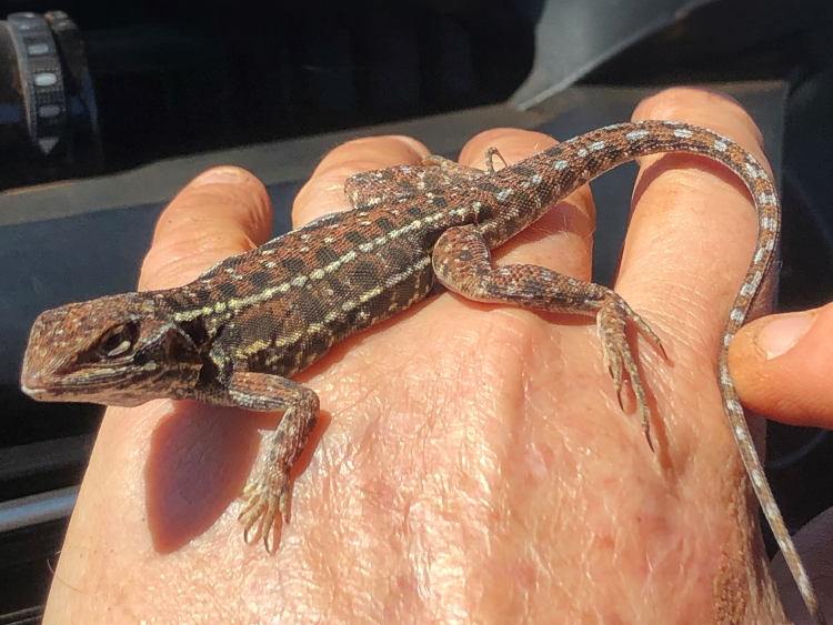 Central Military Dragon (Ctenophorus isolepis). Image credit: Robert Browne-Cooper. Image used under a Creative Commons License https://creativecommons.org/licenses/by-nc/3.0/au/