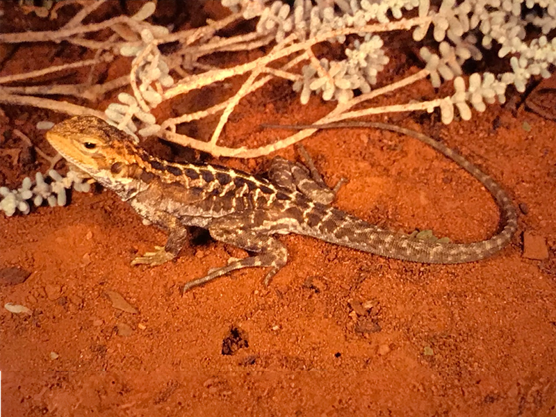 a Dwarf-Bicycle Dragon (Ctenophorus mckenziei). Bicycle not pictured. Image credit: Credit: Robert Browne-Cooper, used under a Creative Commons License https://creativecommons.org/licenses/by-nc/3.0/au/