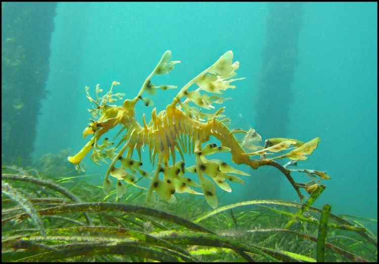  Leafy sea dragon (Phycodurus eques) Image credit: Katieleeosborne, used under a Creative Commons License 