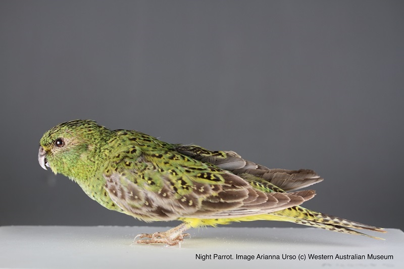  Night parrot showing the full body of a night parrot specimen side on