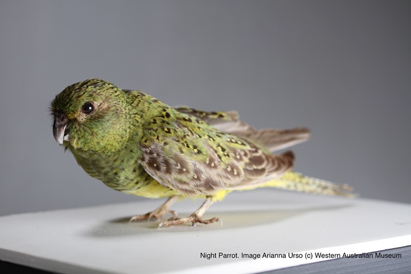 Night parrot showing a whole night parrot specimen from a side angle.