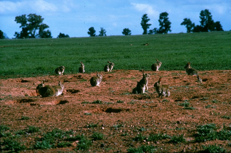 European rabbit (Oryctolagus cuniculus) group in a paddock 