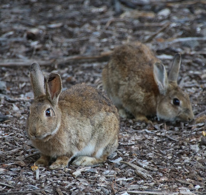  European rabbit (Oryctolagus cuniculus) in Eastern Australia two brown rabbits on brown background