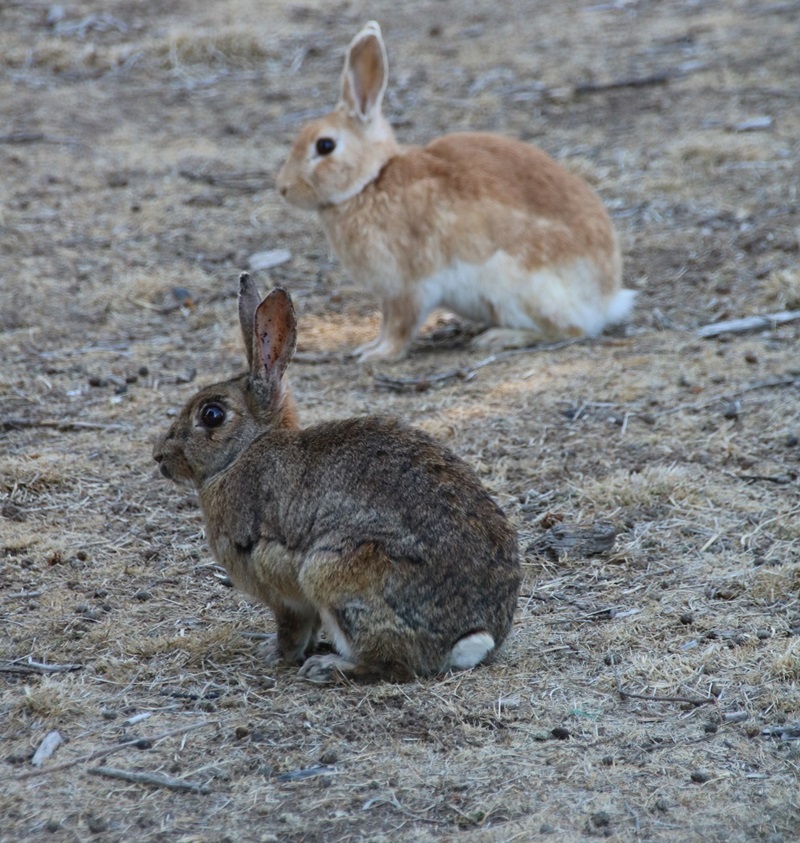 European rabbit (Oryctolagus cuniculus) in Eastern Australia_two rabbits on a grey background 