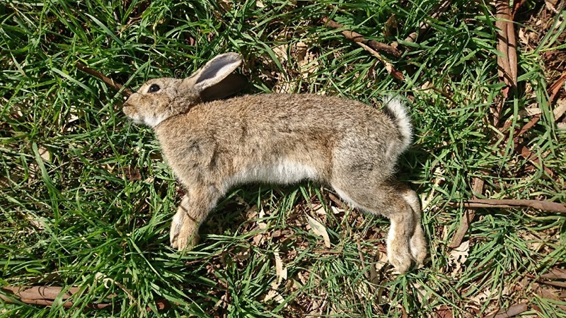 European rabbit (Oryctolagus cuniculus) specimen on green background