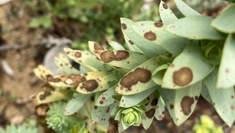 Sea spurge close up in Tasmania showing brown spots on the leaves. These leaf lesions are the biocontrol fungus at work.