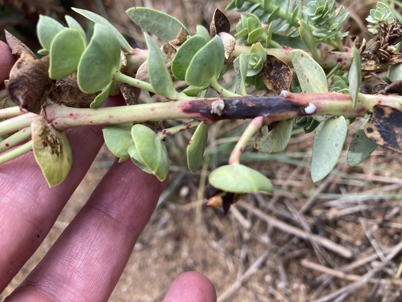 Sea spurge plant close up in Tasmania showing brown marks on the plant's stem. These stem lesions are from the biocontrol agent.