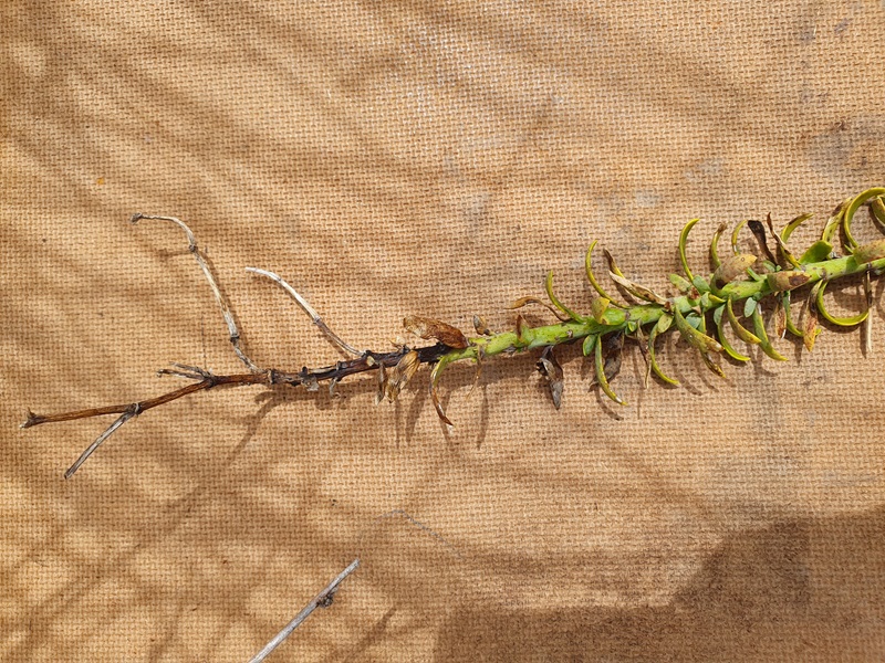 Sea spurge stem against brown backdrop showing damage to the stem from biocontrol fungus. 