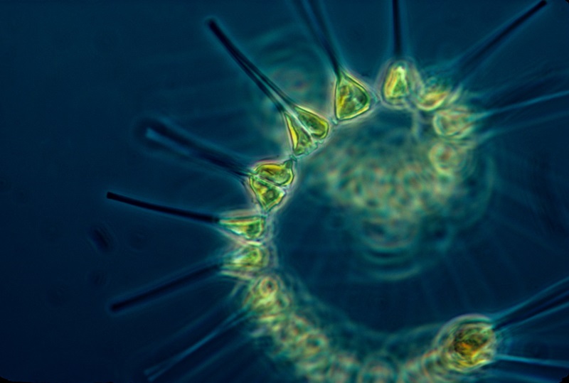 Phytoplankton are tiny organisms that form the base of the marine food chain.