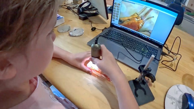 A girl uses a digital microscope to look at a prawn specimen.