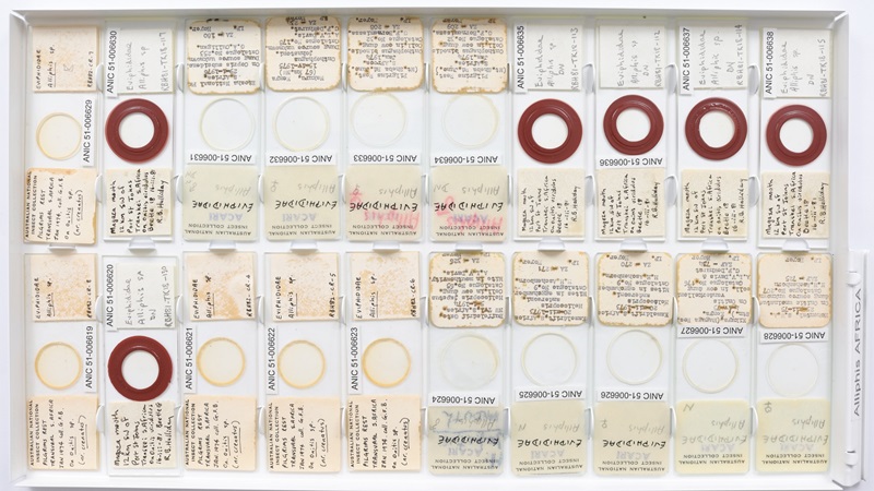 Top down photo of a tray of 20 micrscope slides with typed and handwritten labels and coverslips over very small specimens.