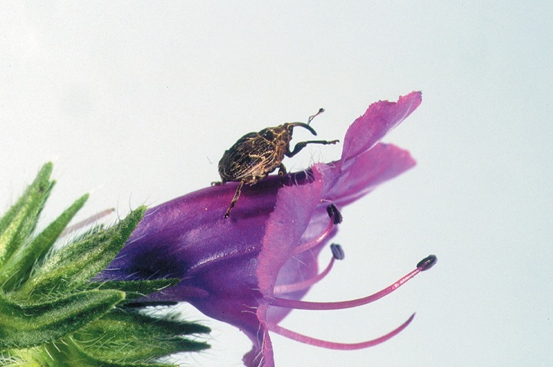A small brown weevil, Mogulones geographicus, on a purple Paterson's curse flower close up.