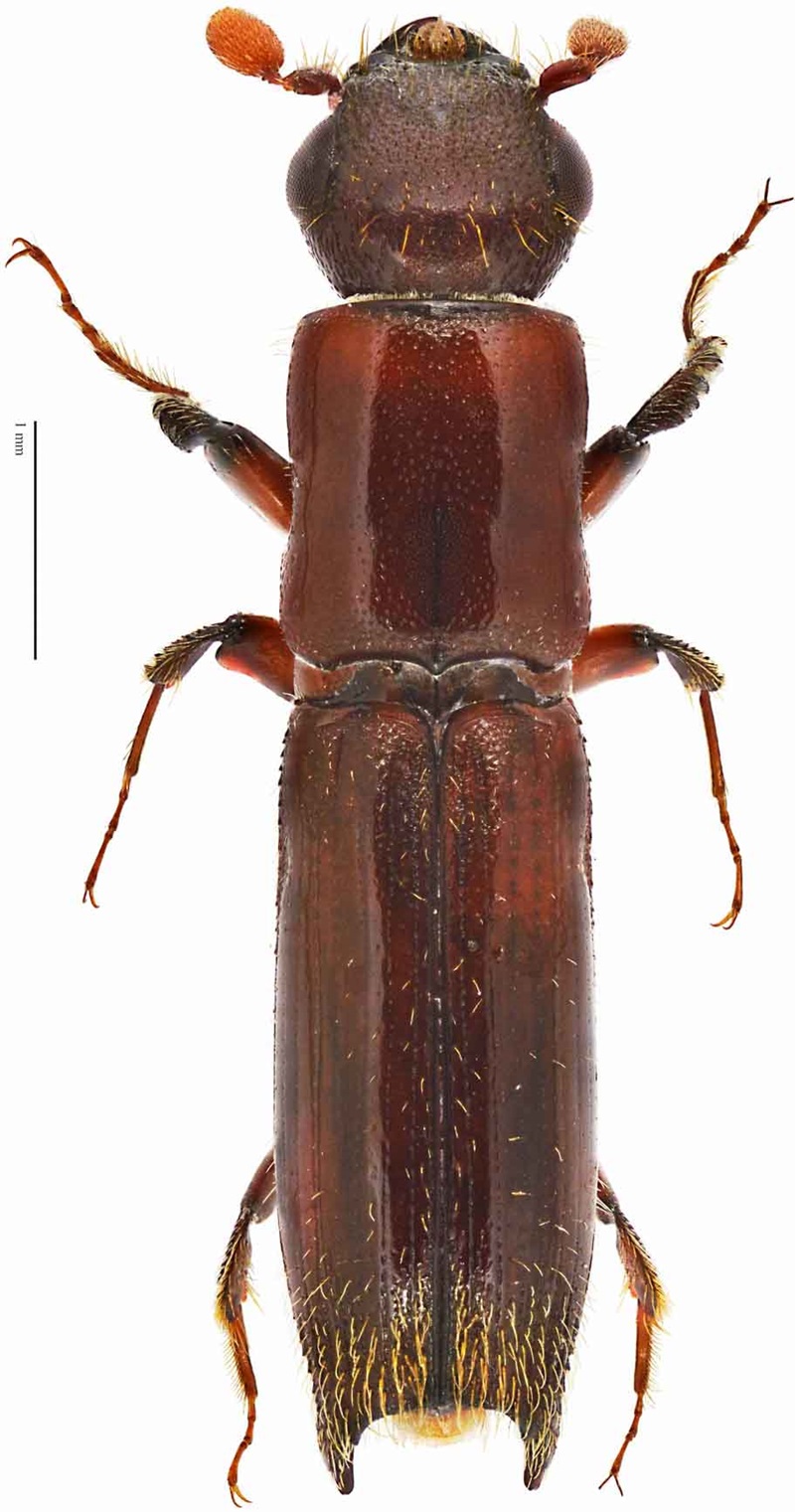 Close up dorsal view of a Platypus norfolkensis - the platypus weevil - a type  of Ambrosia beetle 