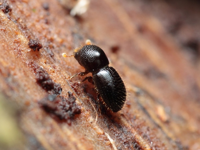 Polyphagous shot hole borer Euwallacea fornicatus close up, which looks like a brown beetle