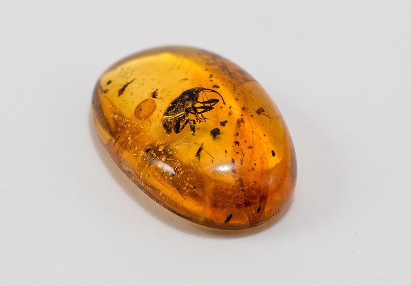 A piece of polished honey coloured amber containing a small insect with a long snout.
