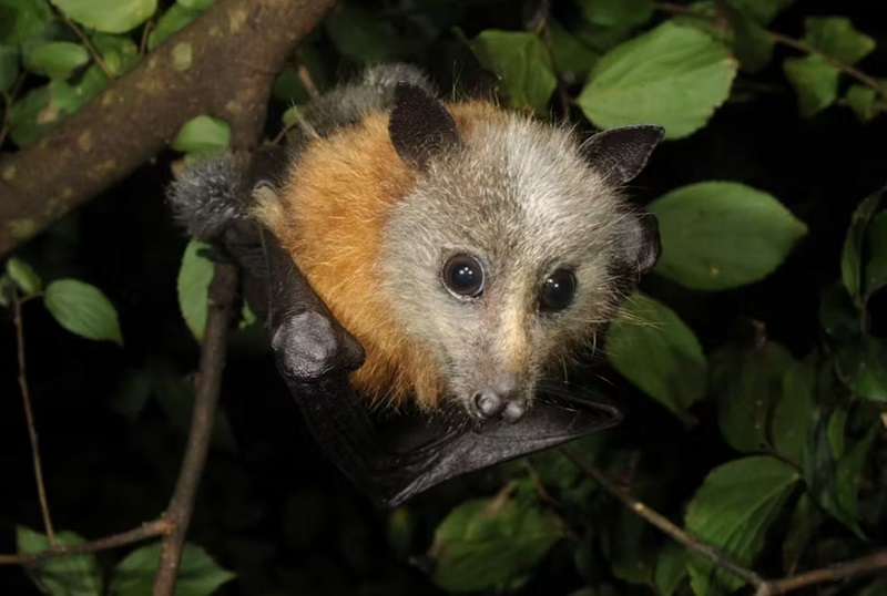 Closeup of a young grey-headed flying fox looking at the camera, with a dark green leafy background
