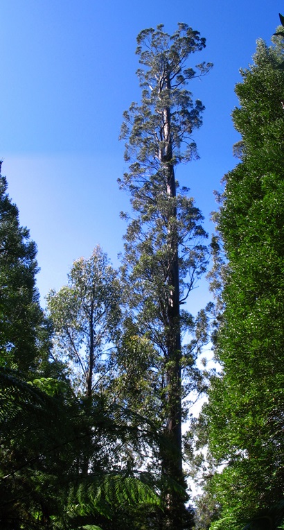 The Centurion tree in Tasmania, a mountain ash (Eucalyptus regnans)