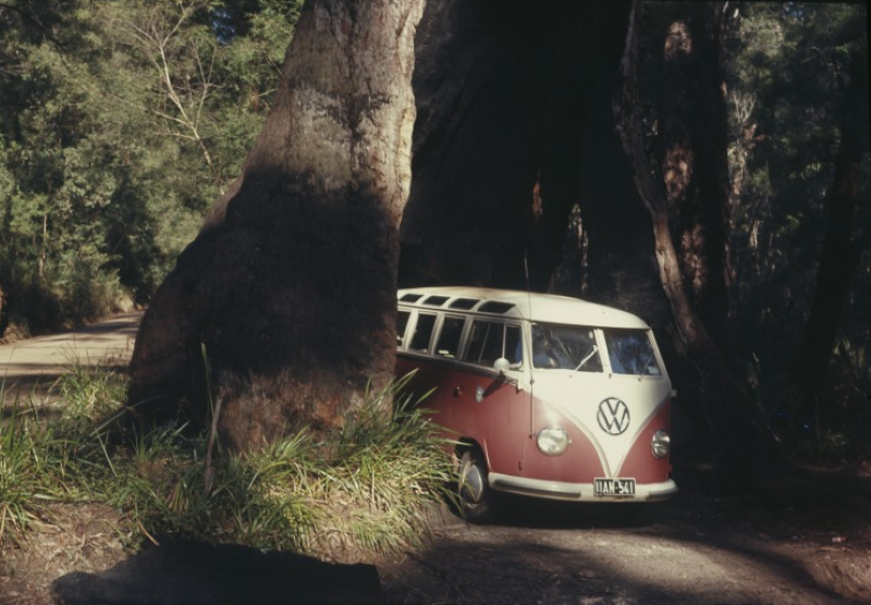 A VW Combi van inside a giant red tingle tree, circa 1965. Vehicles visiting the tree eventually led to its demise.