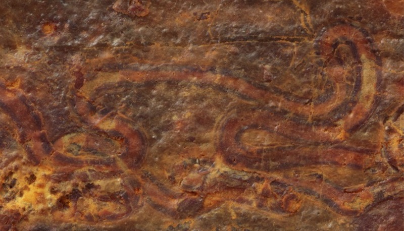 Close up of a reddish-coloured rock with a fossil that looks like a worm-like pattern.