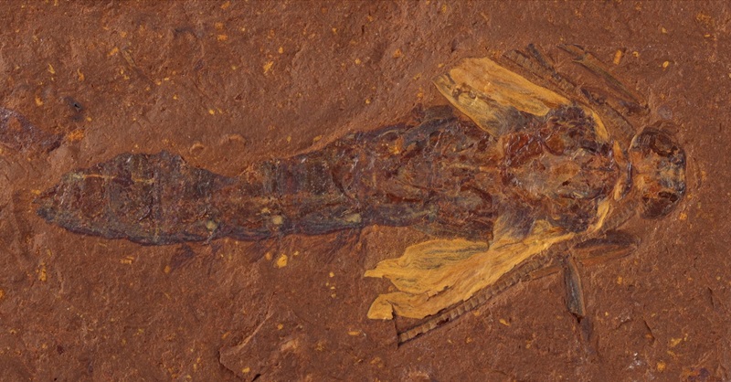 Close up of a reddish coloured rock with a fossil showing a flattened impression of an insect viewed from above with the body darker than the rock and the folded wings lighter.