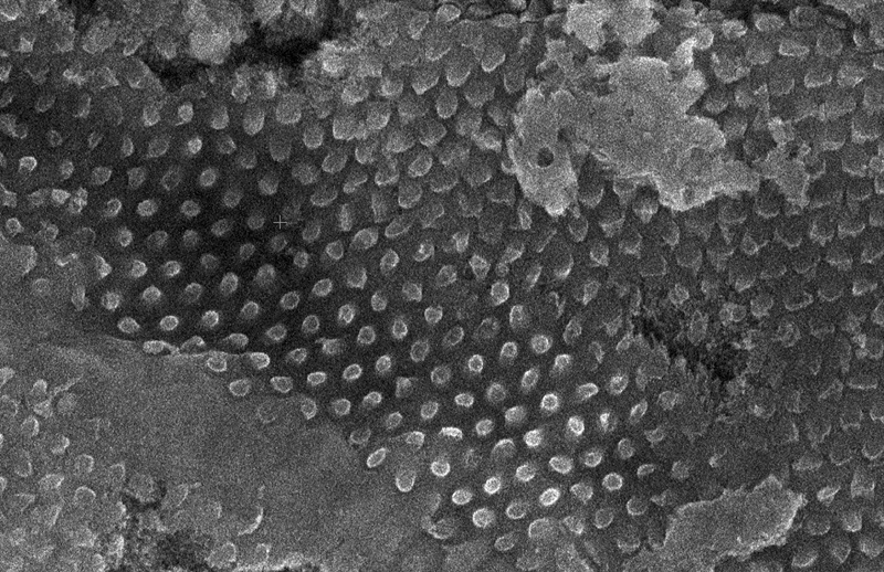 Black and white microscopy image of a fossil showing a slightly distorted surface covered with regular, raised bumps.