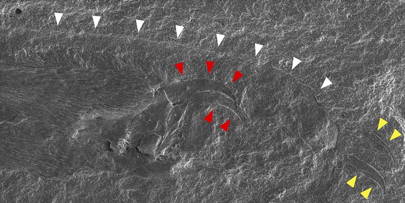 Black and white microscopy image of a fossil showing pointed claws and a lighter impression of the pointed claws.