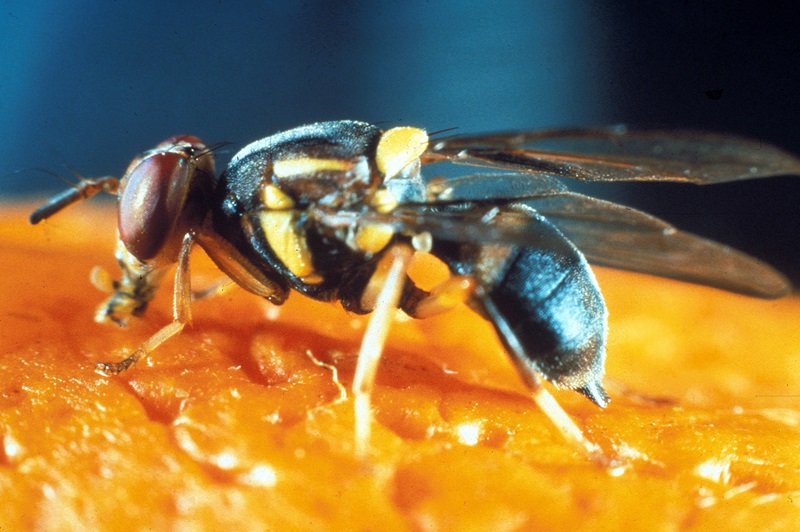 Close up of a fruit fly