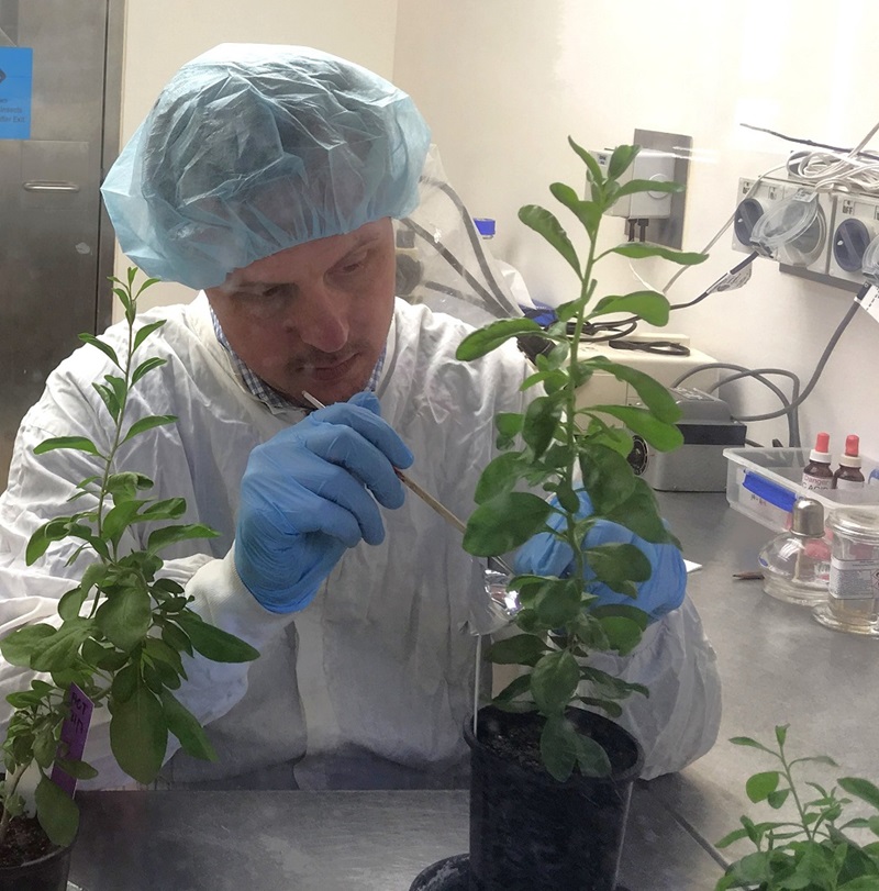 Gavin Hunter in a quarantine laboratory undertaking research on Puccinia rapipes rust fungus for African boxthorn weed