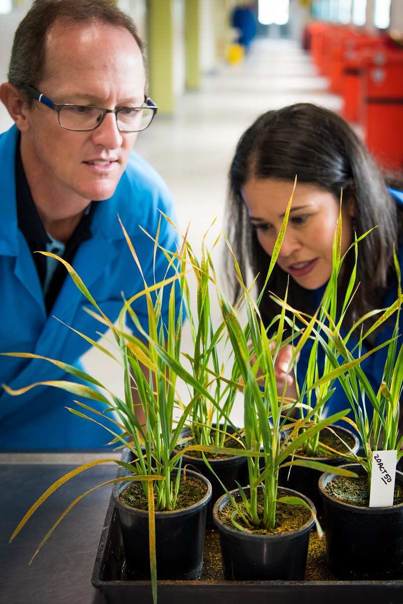 Man and woman in greenhouse looking at wheat seedlings