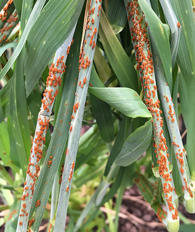 Wheat steams showing orange powdery spots of rust fungus