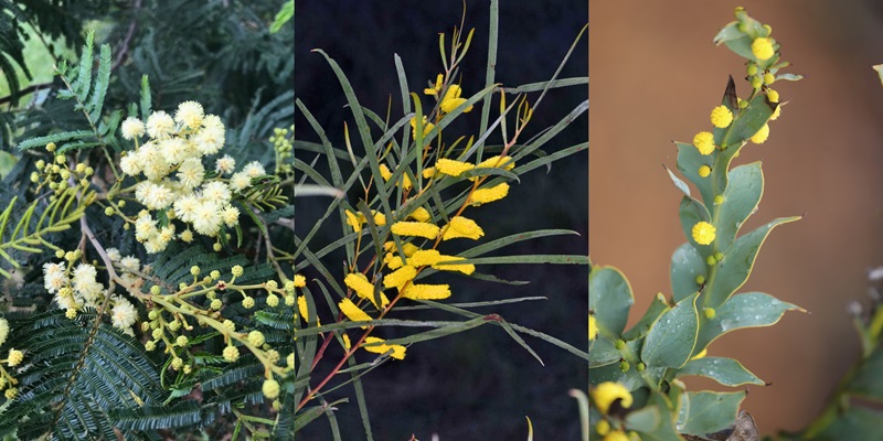 Wattle with fern-like leaves next to a wattle with long flat leaf-like appendages next to a wattle with flattened stems that act like leaves.
