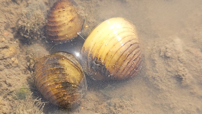 The Freshwater Gold Clam (Corbicula fluminea) 
