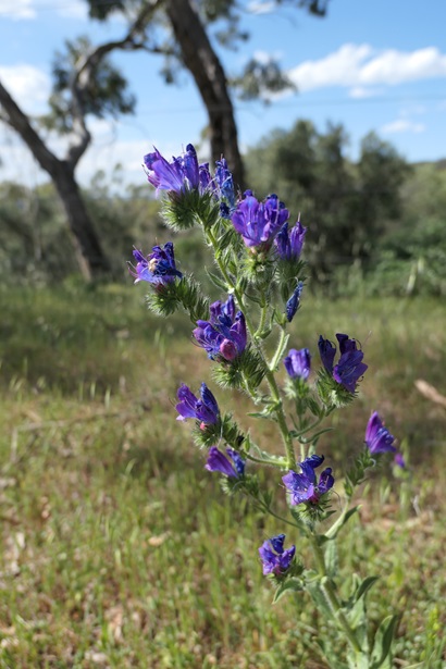 Paterson's Curse flower