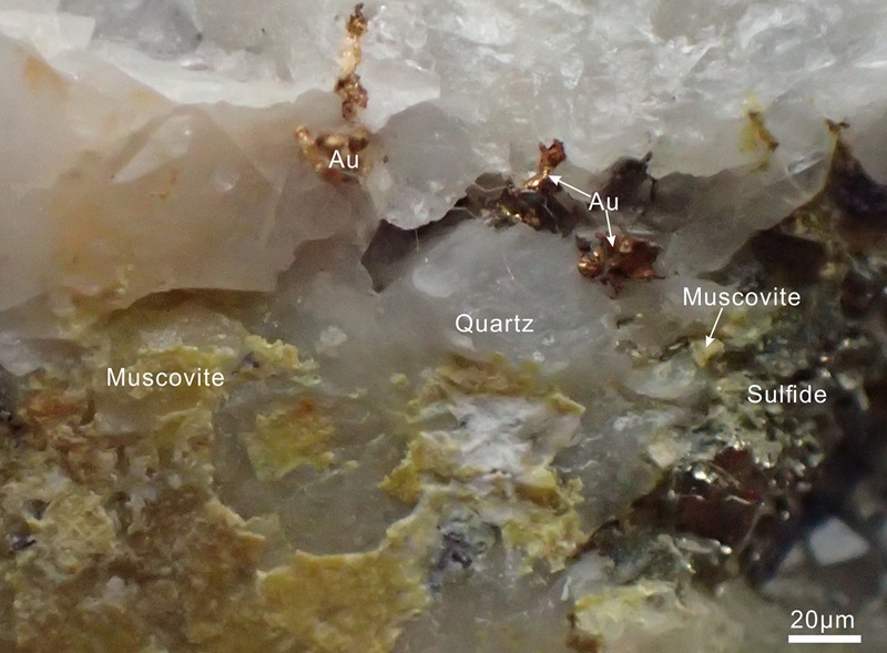Oro nativo de grano grueso en vetas de cuarzo con presencia de moscovita y sulfuros