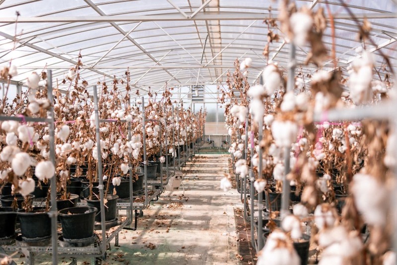 Rows of cotton plants in greenhouse with cotton ready to harvest