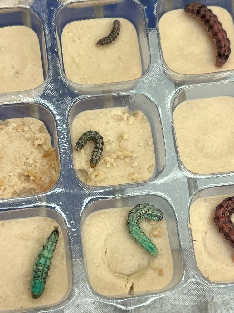 Helicoverpa caterpillars in small plastic trays in the insect lab at Black Mountain Canberra