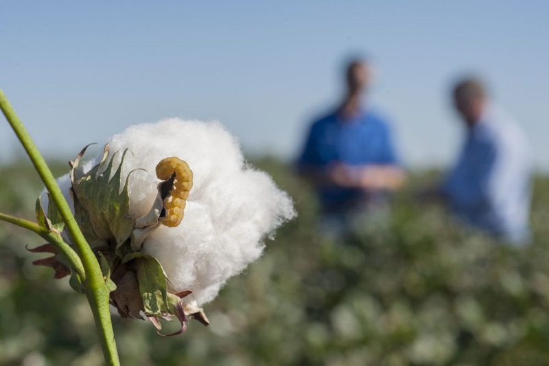 Close up of cotton bollworm caterpillar on a cotton boll in the field