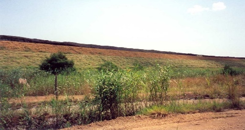 Grasses, shrubs and small trees growing on a slope of soil