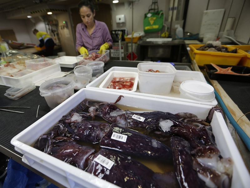 Specimens of marine species sitting in tubs and trays on a bench.